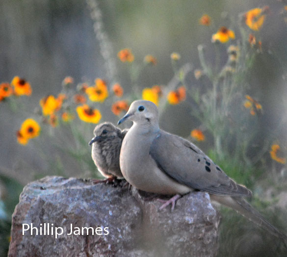  Mourning dove